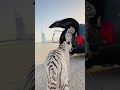 أجمل نمور الإمارات Tiger أجمل نمور الإمارات Tiger