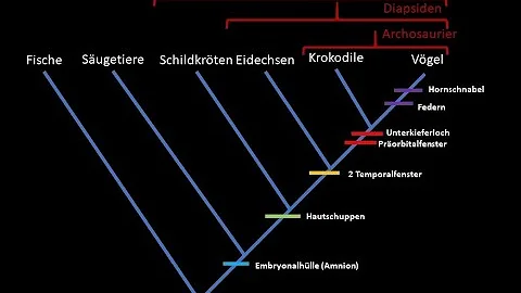 Was ist ein phylogenetischer Stammbaum?