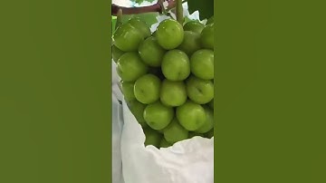 Harvesting grapes and opening grapes from plastic packaging #shorts