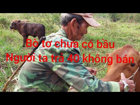 Video: Chăn Nuôi Sinh Sản