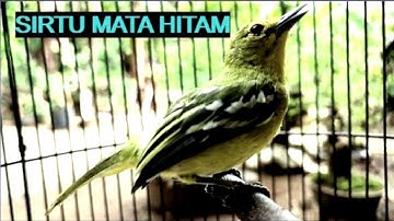 BURUNG CIPOH SIRTU GACOR _ PANCINGAN SIRTU MACET