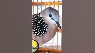 Suara burung Pembawa Hoki super langka