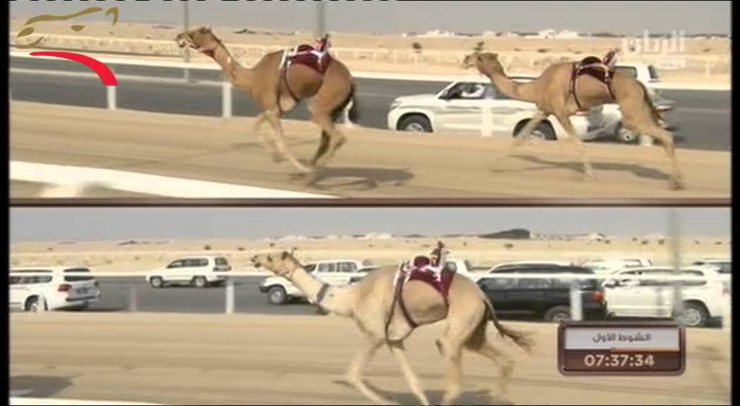 ثنايا مفتوح- 8 ك- الشيحانية  28-11-2014 م- ش1 الجزيرة  لهجن الشيحانية  ت: 13:02:34