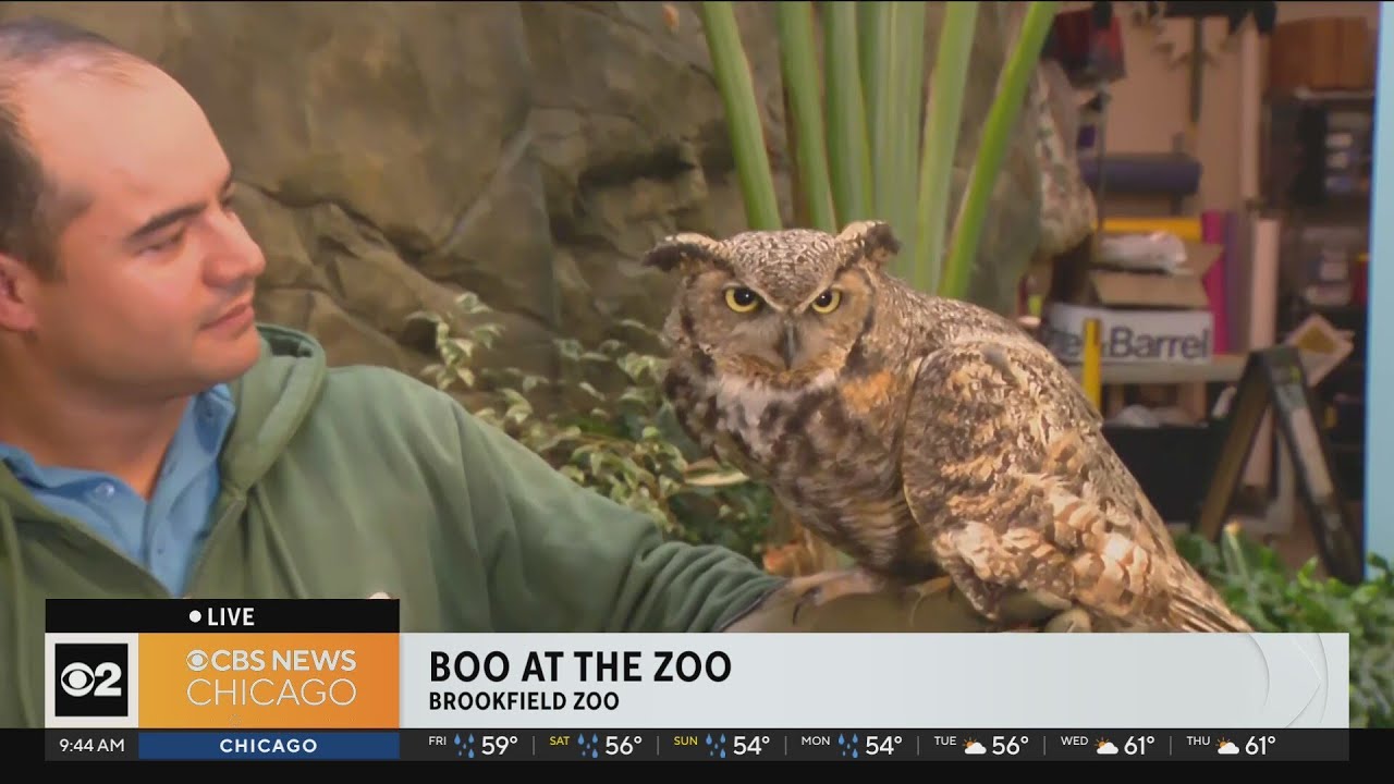 Brookfield’s Zoo’s Boo at the Zoo kicks off - YouTube