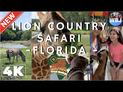 Video: Geriausias laikas naudoti „Safari“
