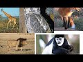 WILD ANIMALS NAMES AND SOUNDS FOR KIDS BINEENSOTA ALAA MAQAA FI SAGALEE WOLIIN