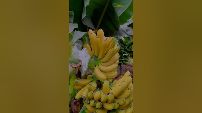 Qizining dadasi bilan birinchi jinsiy aloqasini tomosha qiling