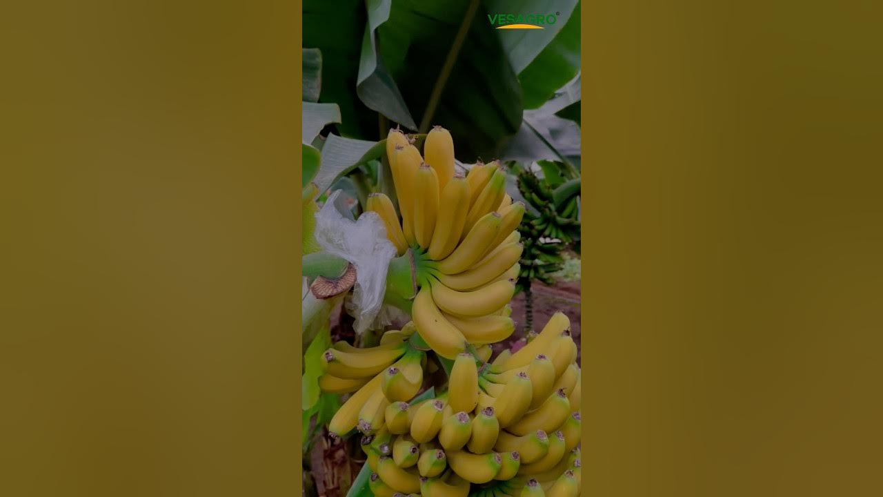 Ayollar saroyidagi yashirin kamera - onlayn tomosha qiling Katta kokraklar va kokraklar