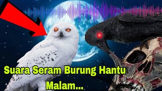 Download Lagu SERAM !!! Suara Burung Hantu, Burung Tuwu Dan Jangkrik Dimalam Hari | Cocok Untuk Pengantar Tidur !! MP3 Download Lagu SERAM !!! Suara Burung Hantu, Burung Tuwu Dan Jangkrik Dimalam Hari | Cocok Untuk Pengantar Tidur !! MP3
