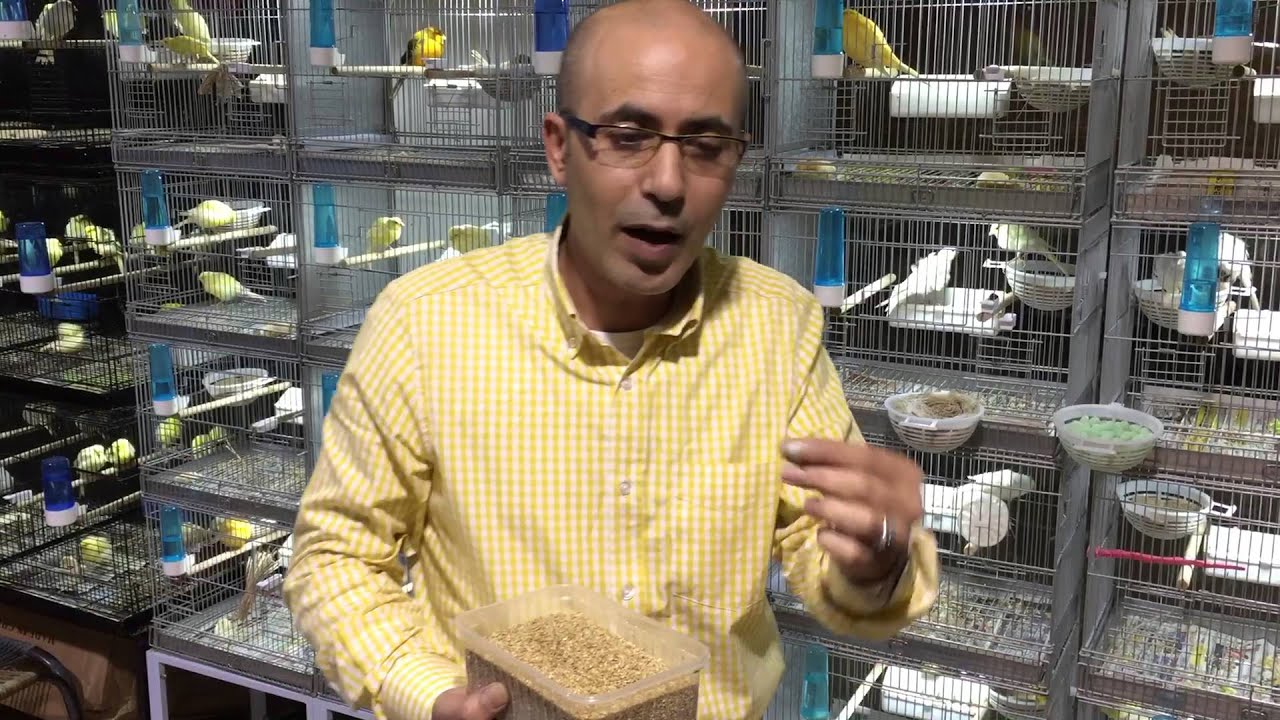 طريقة تحضين بيض الكناري لانتاج فراخ بصحة جيدة