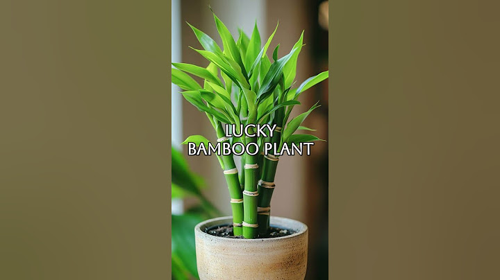 Top 10 Low maintenance plants for beginners in 2024