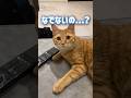 いつも甘々な主が撫でないとこうなります【保護猫】