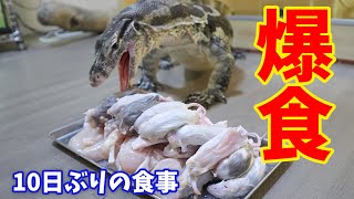 狂ったように肉を食べまくるオオトカゲ