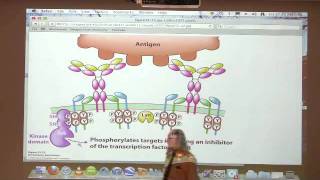 Kevin Ahern's Bite-Sized Biochemistry #53 - Immune System & Grand Finale
