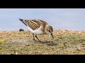 Кулик-воробей. Calidris minuta. Птицы Беларуси.