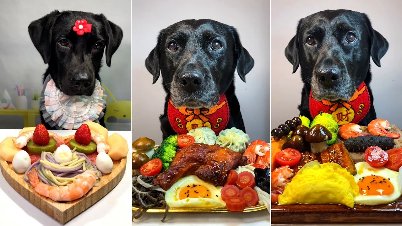 Экстремальный кулинарный вызов для черных лабрадоров: пир из креветок, лапши, фруктов и курицы 🐶🍗