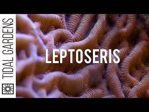 Jack-o-Lantern and Golden Leptoseris Corals