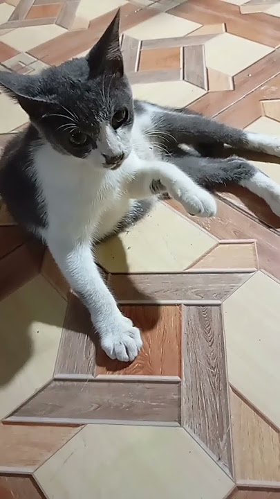 anak kucing lucu banget