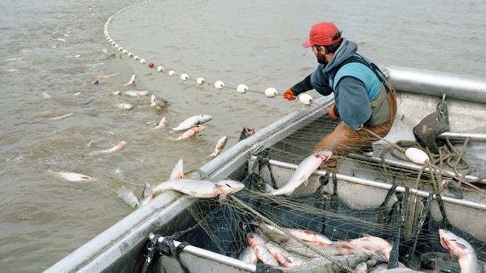 Amazing Gill Net Fishing Line Catch Hundreds Tons of Fish - Amazing Big  Catching on The Sea 