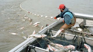 Amazing Skills Fishing Hundreds Tons of Fish With Giant Gill Net - Amazing Big Catching on The Sea