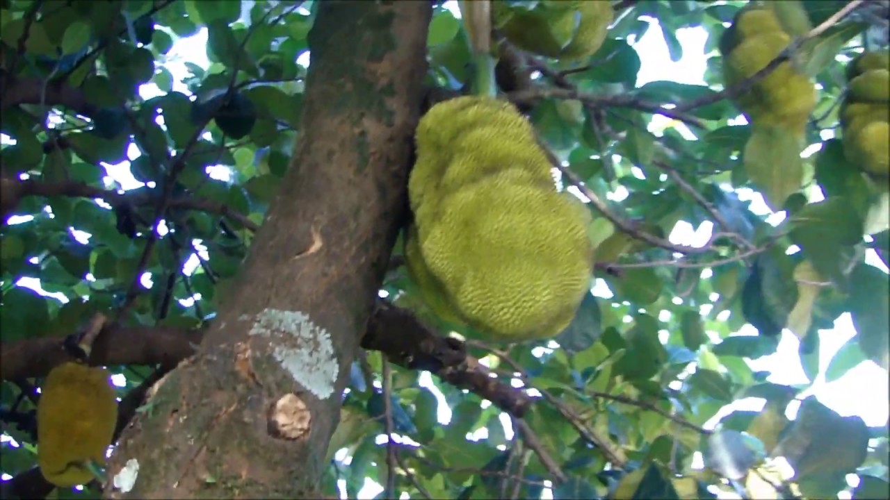JACAS E FLORES ROLÂNDIA NORTE PARANÁ By FARINA paraná delta