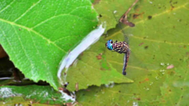 Have you ever seen a dragonfly laying eggs in the water??