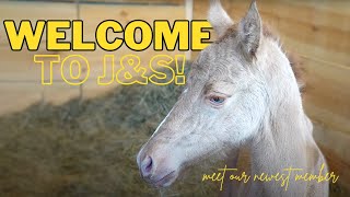 J&S ranch gets a great surprise at 3 AM | Meet J&S Ranch newest member!