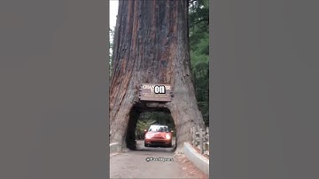 🌳📜 The Giant Sequoias: Tree with Ancient History #sequoia #gianttree