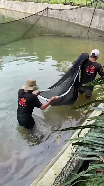 Cuplikan kegiatan tim Tres Aquatics dan Mikered di kolam One Red! Full video di youtube Mikered.Vlog