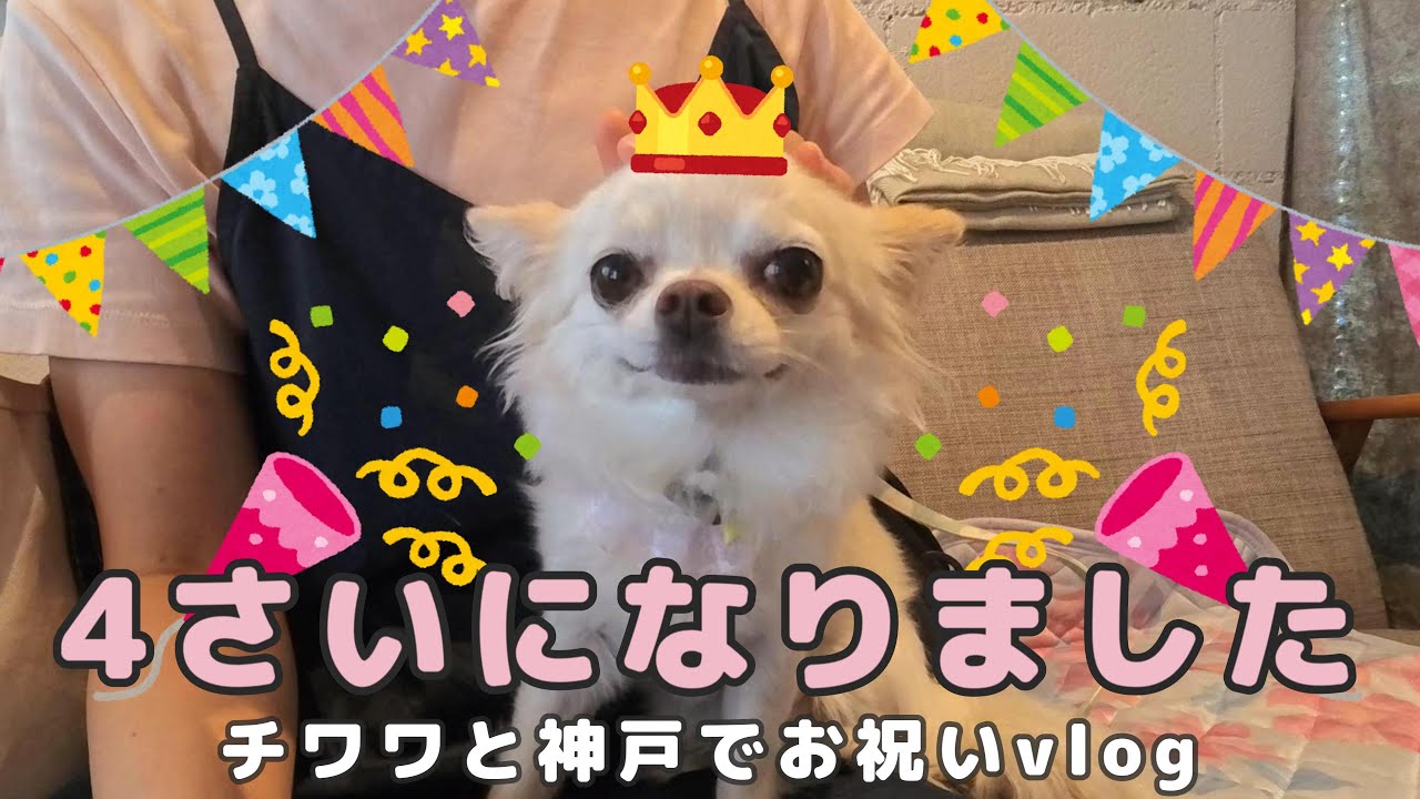 4さいになっても可愛すぎるチワワのお誕生日を神戸のカフェでお祝いしました