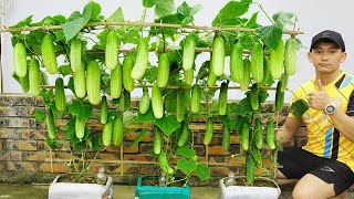 How To Grow Cucumbers In Plastic Containers For Larger Harvests And Faster Yields