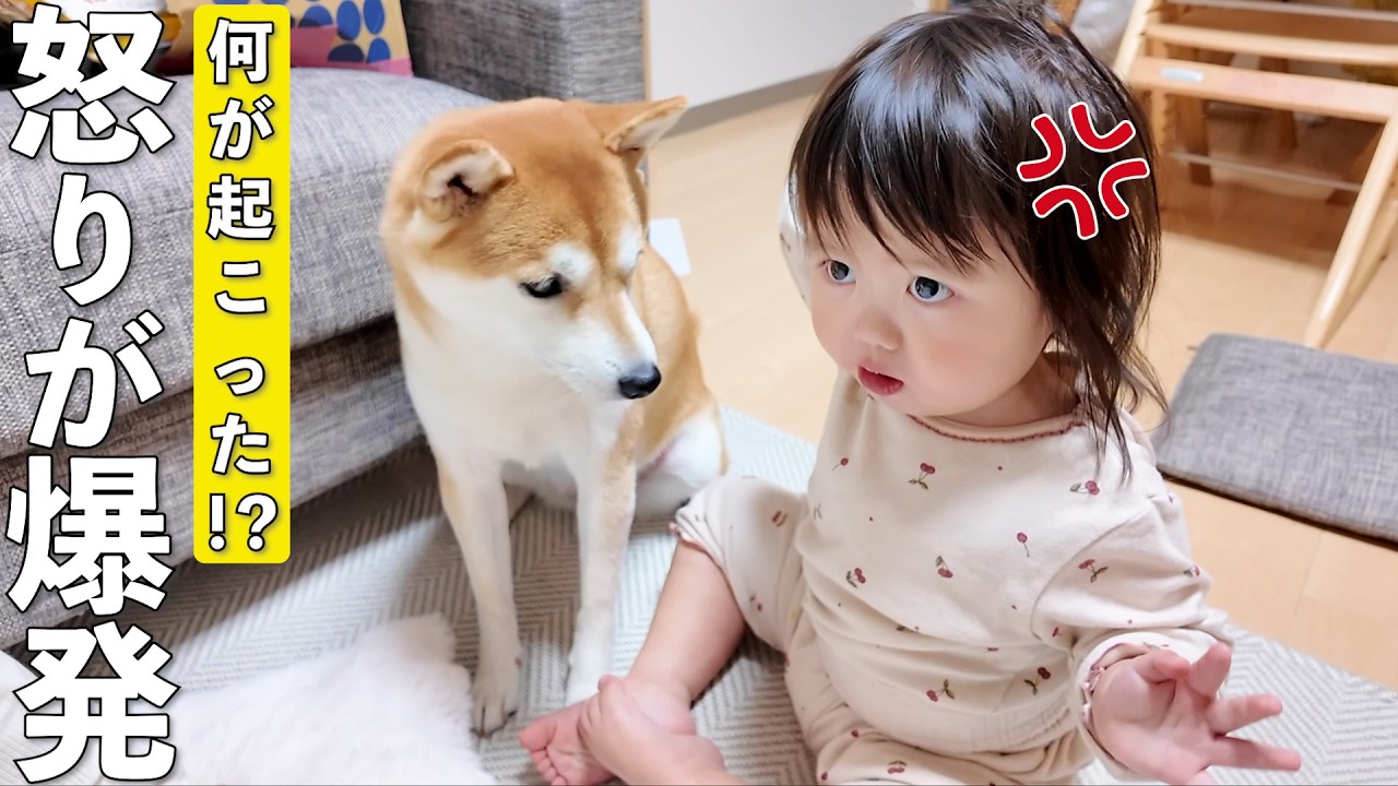 柴犬と仲良しだった2歳児が急にブチギレた理由が可愛すぎましたw