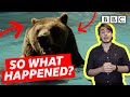 Crazy story of £50  Bear who escaped and became world famous! - BBC