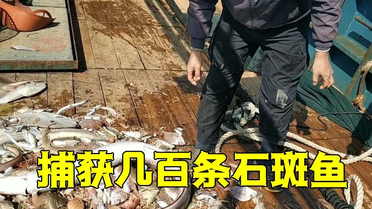 渔民捕到的石斑鱼后,会在鱼身上扎下后价格就能变高,是啥原因 - YouTube