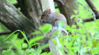 Grey Squirrel Feeding and Grooming