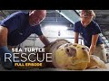 Sea Turtle Cataract Care and Surgery