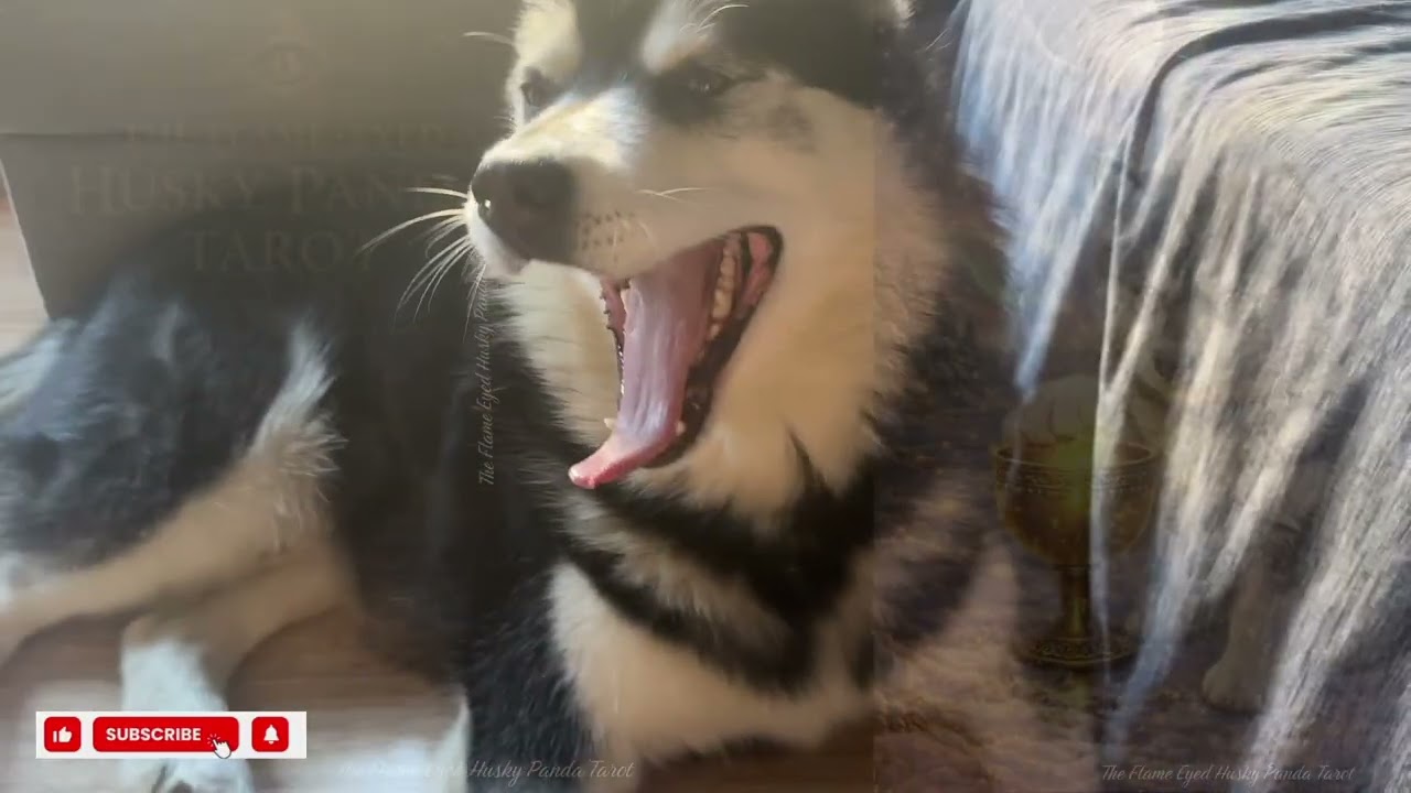 Stubborn Husky Panda Finally Eats! 🐺😂 Funny Dog + Relaxing ASMR