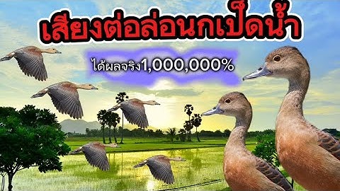 นกเป็ดน้ำ นกเป็ดแดง เสียงนกเป็ดน้ำ ชัด100% เสียงนกเป็ดต่อกลางคืน ได้ผล100% เสียงนกเป็ดใหม่ล่าสุด..!!