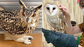 OWL BIRDS🦉- Funny Owls And Cute Owls Videos Compilation (2021) #021 - CLONDHO TV