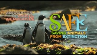 AZA SAFE African Penguin Documentary HD