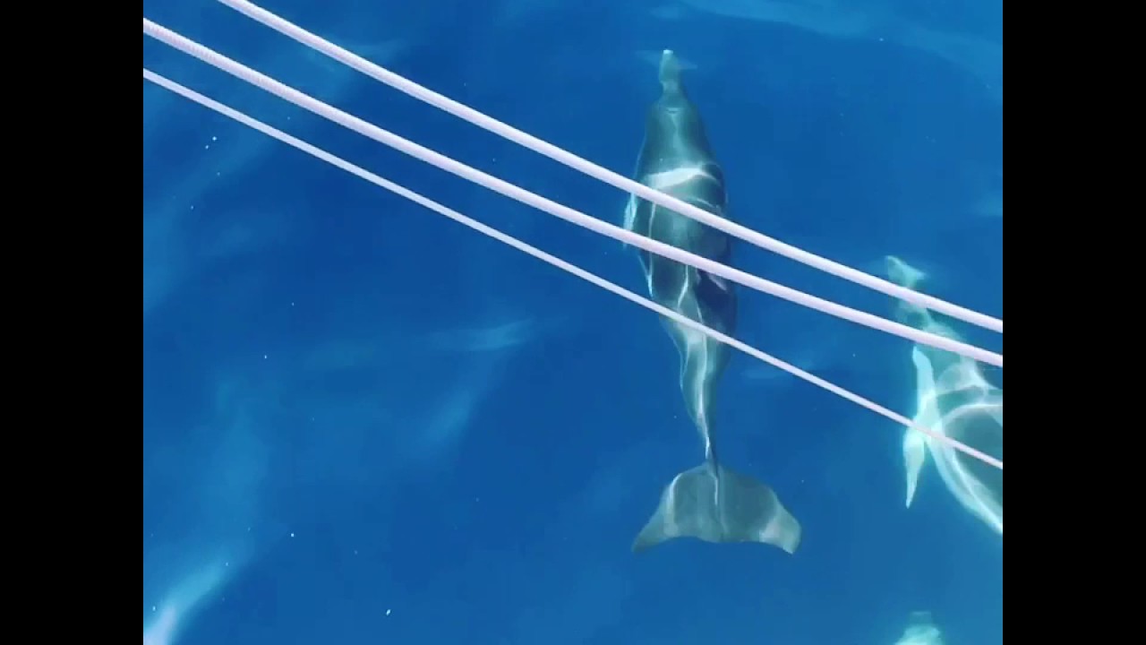 DELFINES EN LA COSTA DEL GARRAF