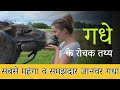 सबसे महंगा व समझदार जानवर गधा | गधे के रोचक तथ्य | Amazing facts in Donkey | In Hindi