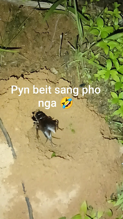 peit haduh ba kut ##shorts #video #viralvideo