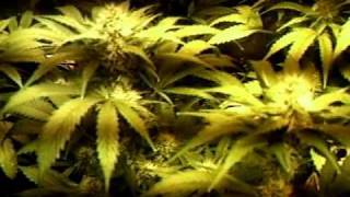 MPEG0018