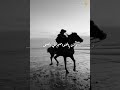 القصيدة المقصورة للمتنبي أسامة الواعظ
