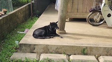 Vẫn tuyển chó săn bình thường ai cần zalo 0977856340