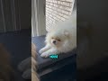 Welcome Home 🐶 cute puppy dog 🥰 #cute #puppy #dog #pomeranian #shorts