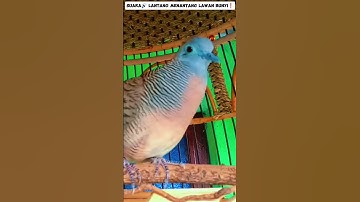 Suara 🔊lantang menantang lawan bunyi❗#perkututlokalgacor #koyal #ketitir #burung #perkutut