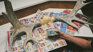 Restoring Faded Moose Antlers