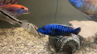 Transforming My 125 Gallon: Impact of Fluval FX6 and Private Reef Aquatics!